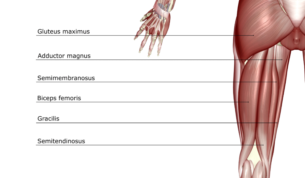 Antagonistic muscles