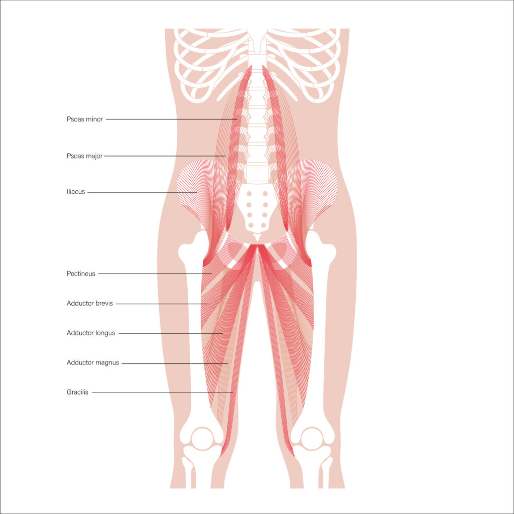 Muscular pelvis