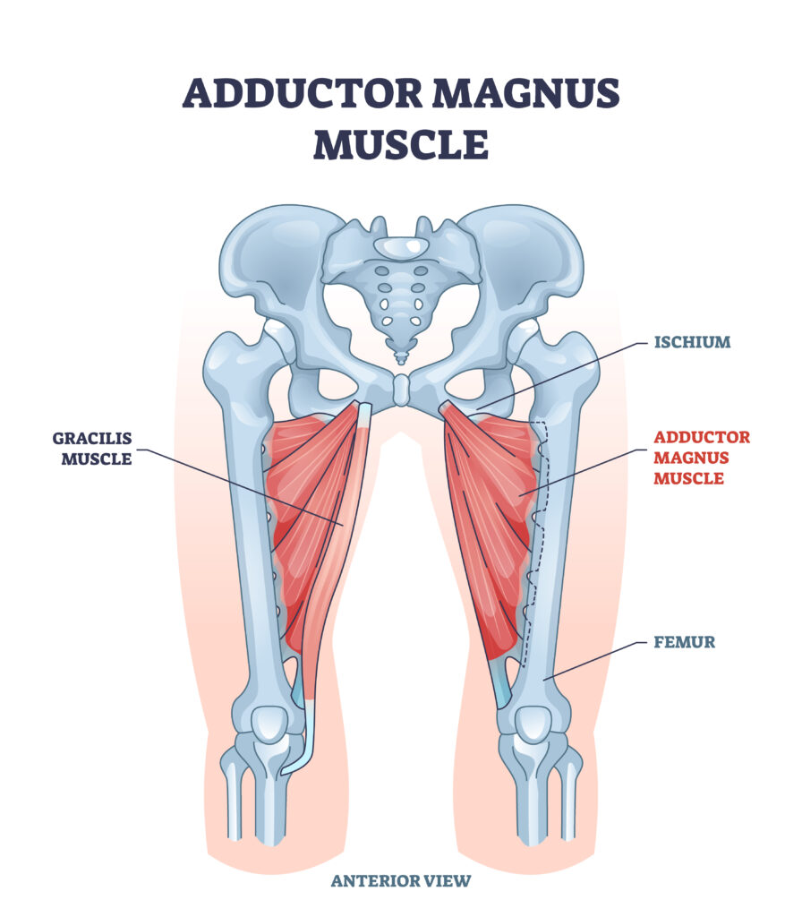 Adductor magnus muscle with ischium and femur skeleton outline diagram