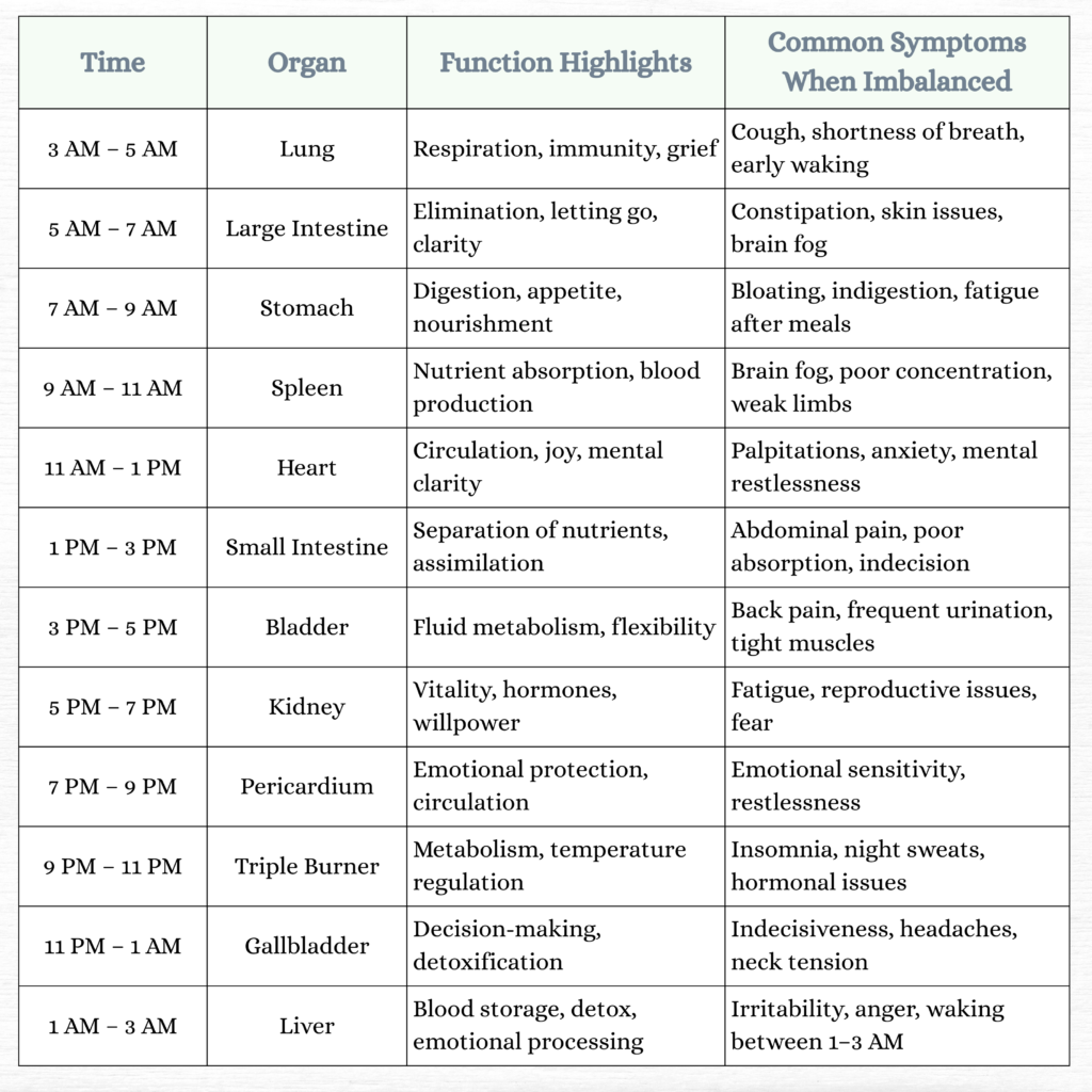 Chinese Organ Clock Chart A 24-Hour Energy Cycle